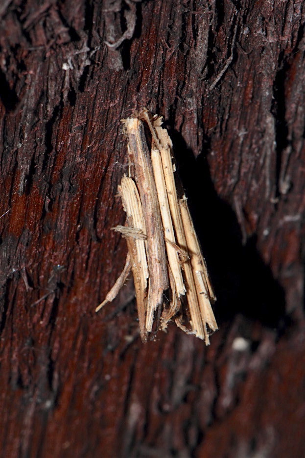 Astuccio di Psychidae